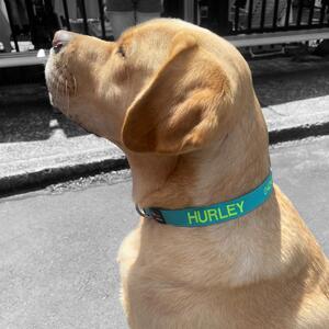 We were so excited to meet @hurleyboof today… he has his new collar in Teal with Fluro Green embroidery to match his cheerful character 😃
.
.
.
#hurley #hurleythedog #porters4pets #porters4petsembroideredcollars #sydneylocal #paddingtonmarkets