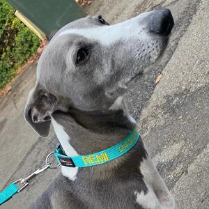 #remi gorgeous Remi the whippet in their medium teal collar with yellow embroidery! #whippet
