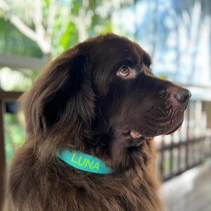 Lovely Luna in her Teal with Flouro Green XL collar! #newfoundland #luna #porters4pets 
.
.
.
#porters4petscollars #porters4petsembroideredcollars